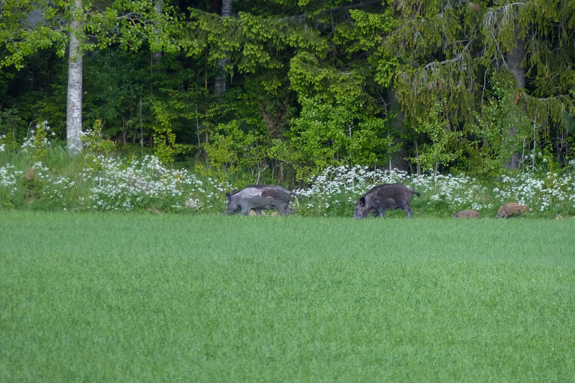 Vildsvin, Wild boar, Sus scrofa