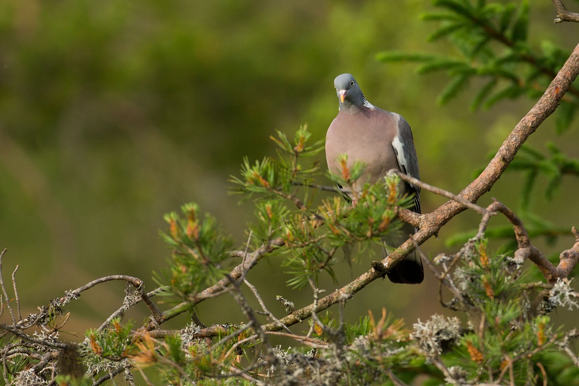 Ringduva, Common Wood Pigeon, Columba palumbus