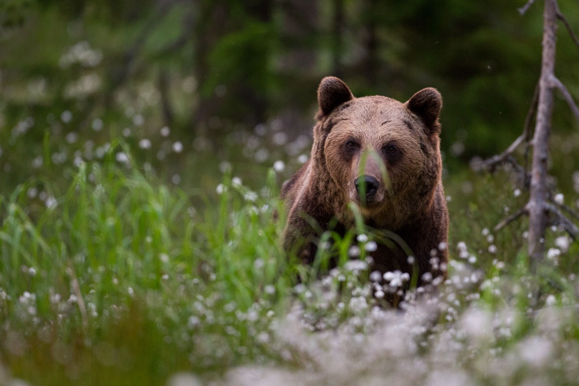 Brunbjörn, Brown bear, Ursus arctos