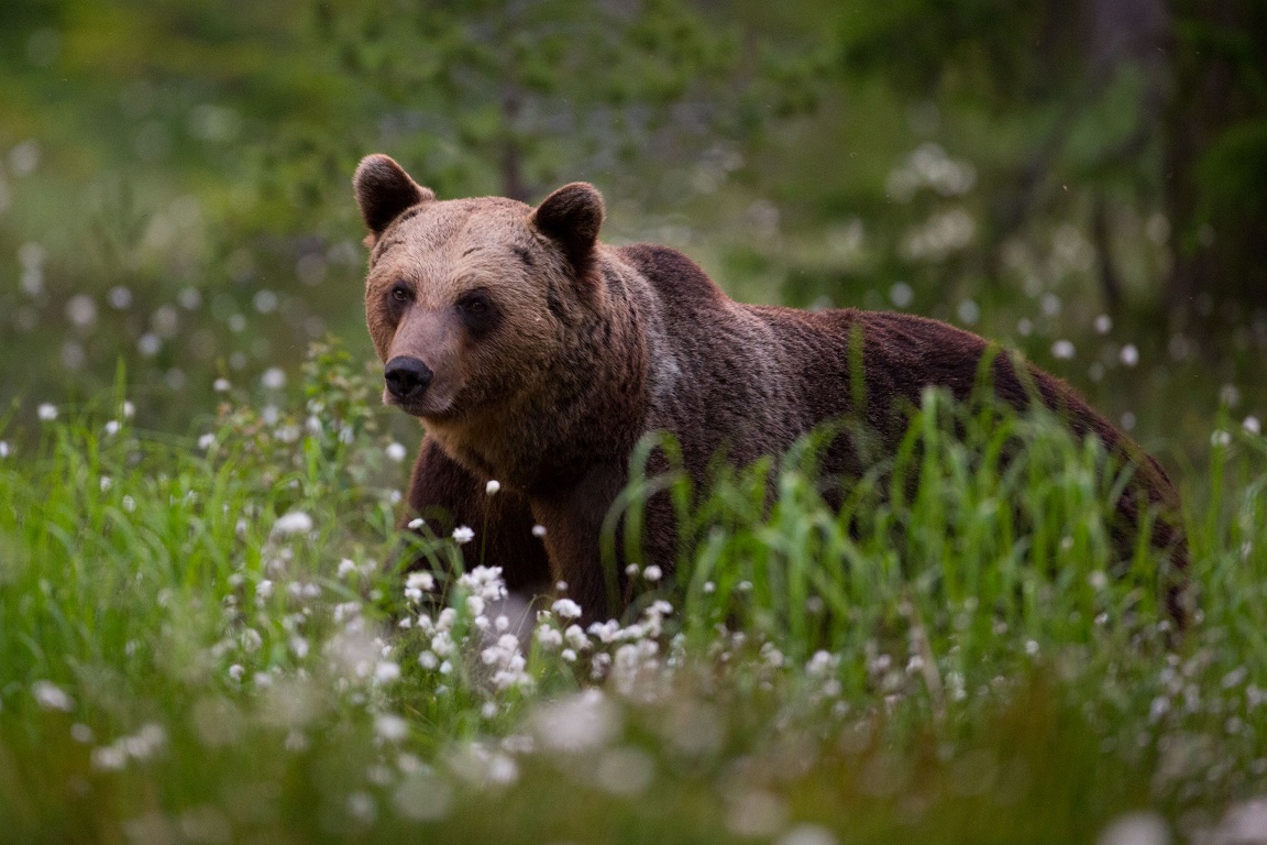 Brunbjörn, Brown bear, Ursus arctos