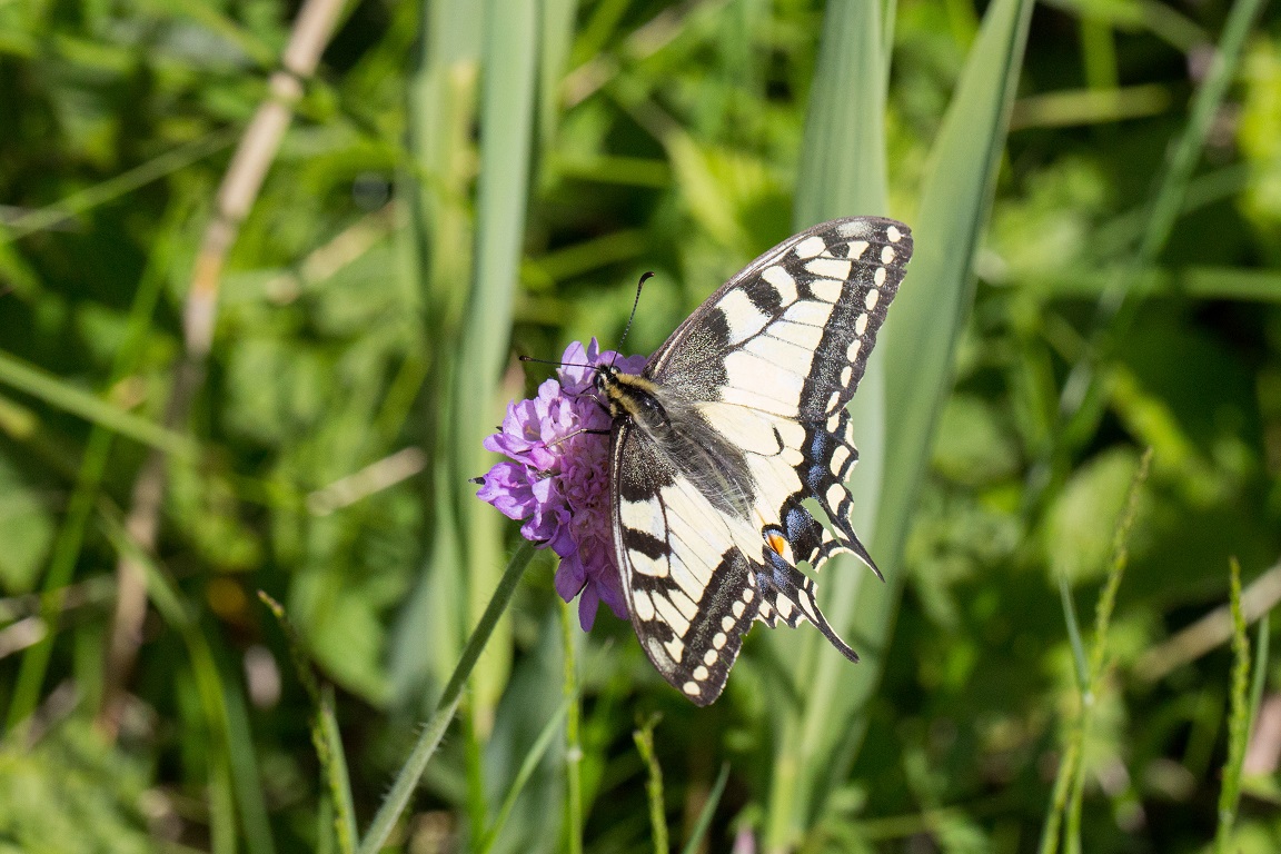 Makaonfjäril, Old World Swallowtail, Papilio machaon