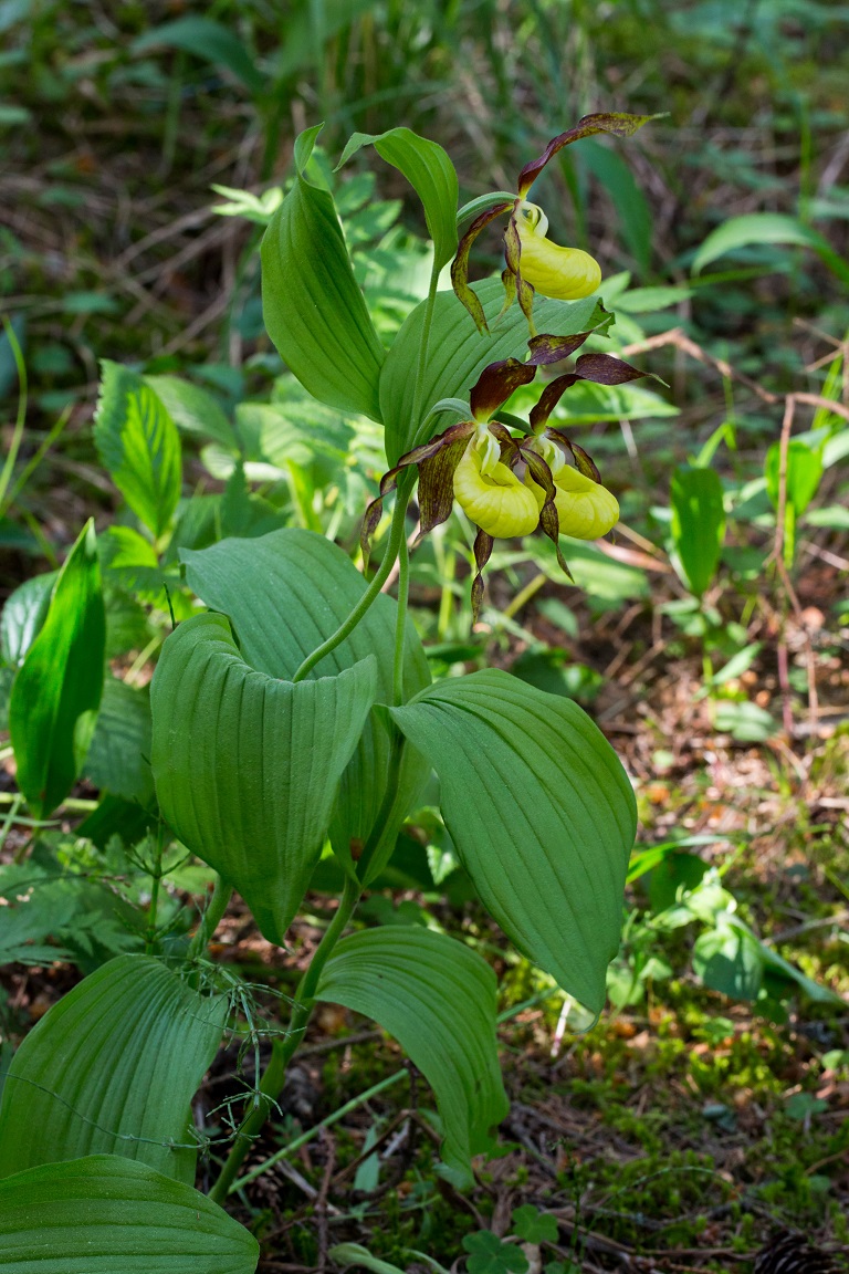 Guckusko, Lady's slipper orchid, Cypripedium calceolus