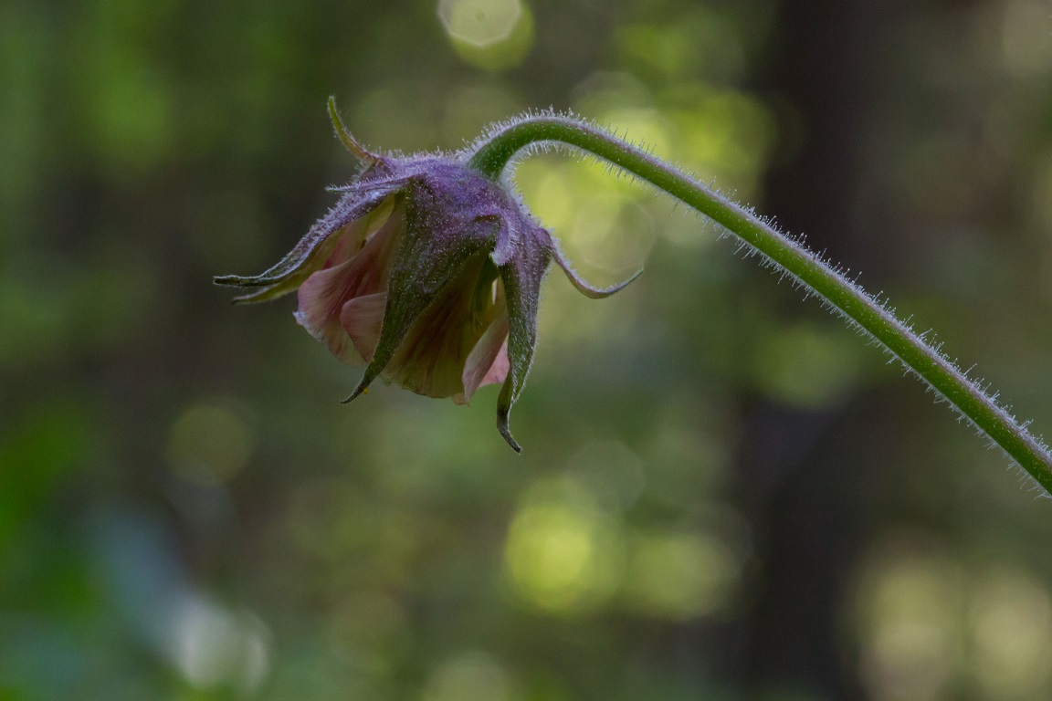 Humleblomster, Water avens, Geum rivale