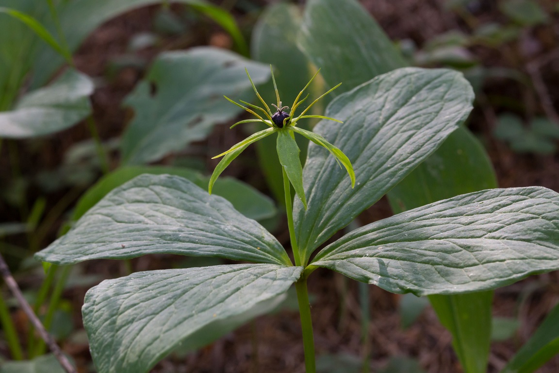 Ormbär, Herb-Paris, Paris quadrifolia