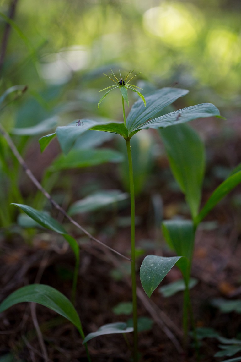 Ormbär, Herb-Paris, Paris quadrifolia