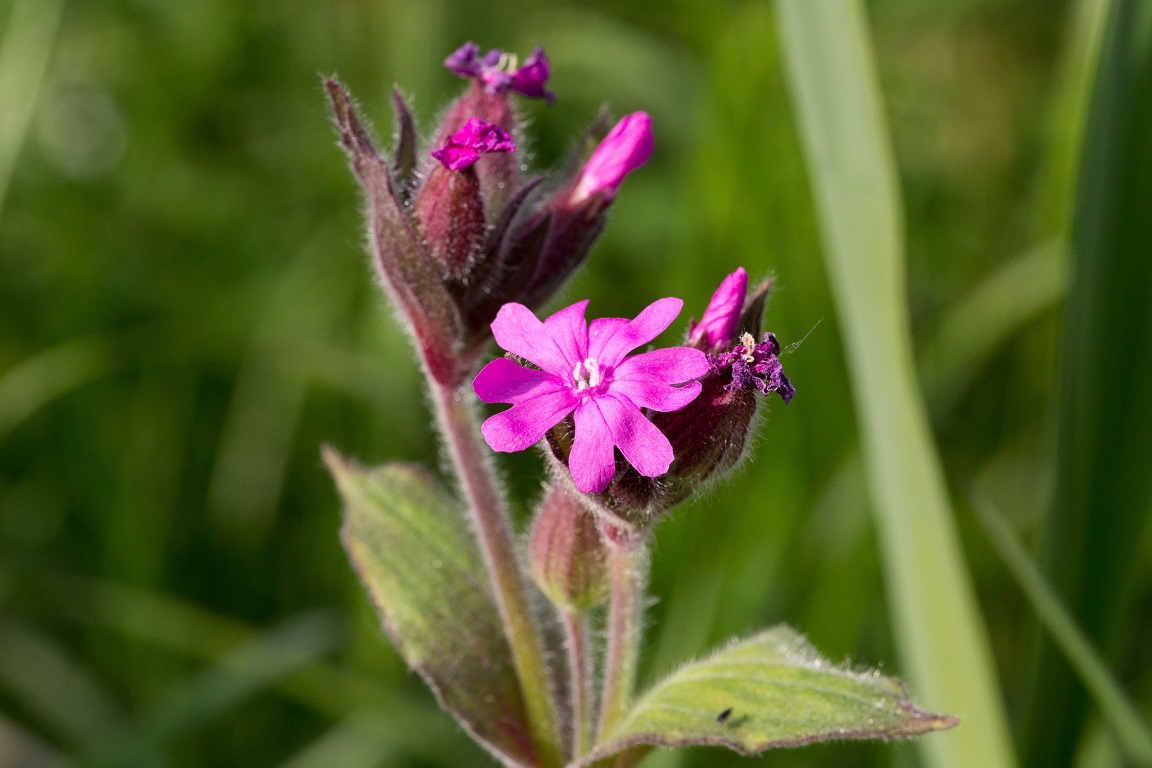 Rödblära, Lizard orchid, Silene dioica