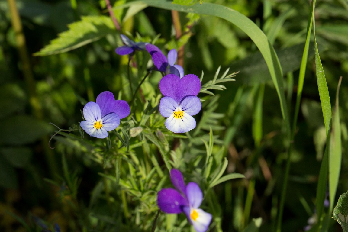 Styvmorsviol, Heartsease, Viola tricolor