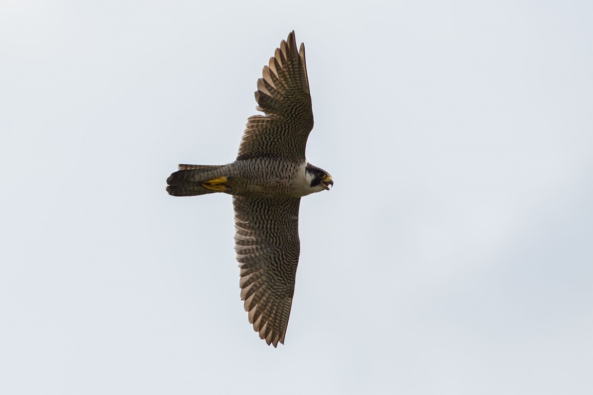 Pilgrimsfalk, Peregrine Falcon, Falco peregrinus