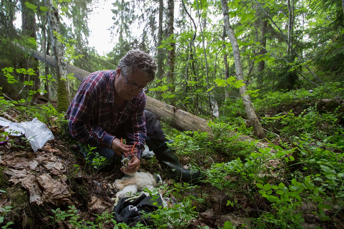 Stig ringmärker lillebror. En av systrarna satte klon i fingret på honom innan.