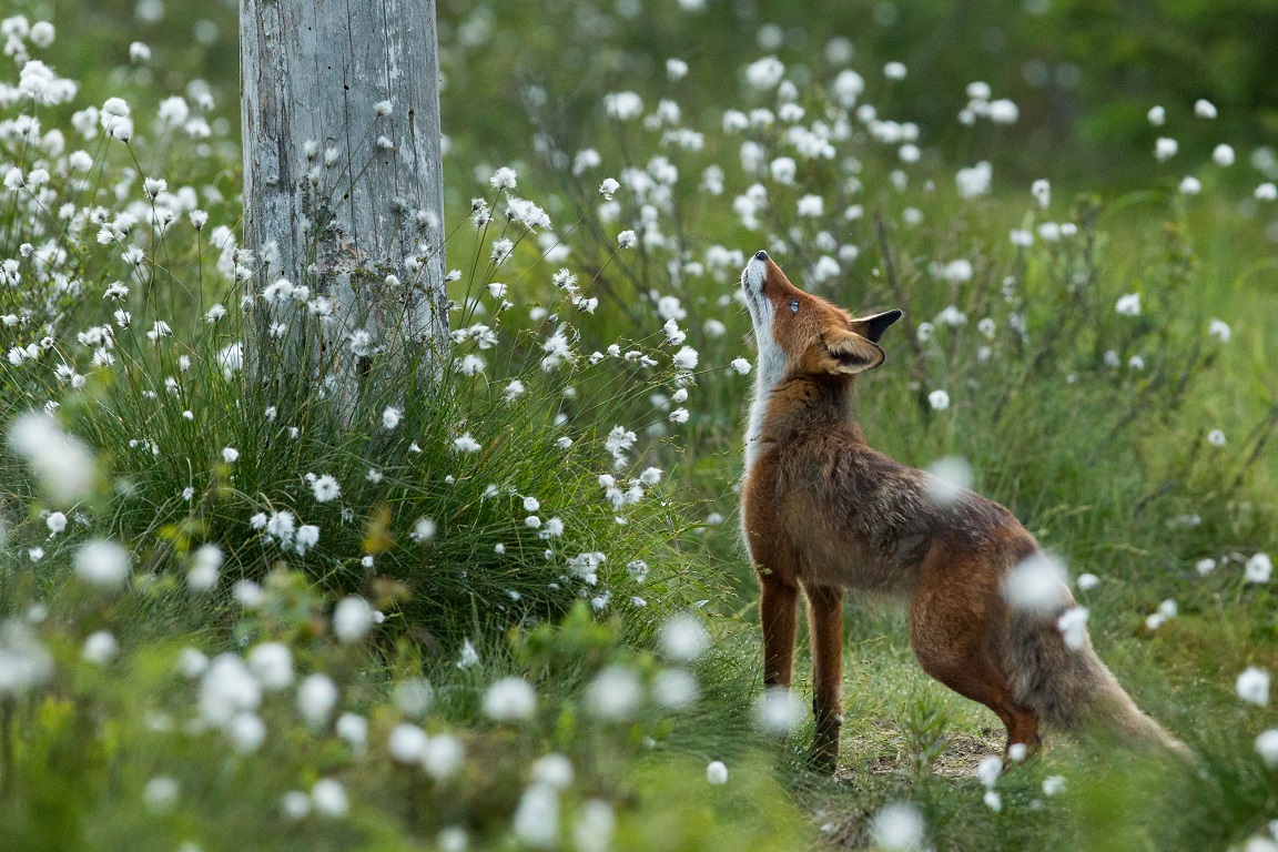 Rödräv, Fox, Vulpes vulpes