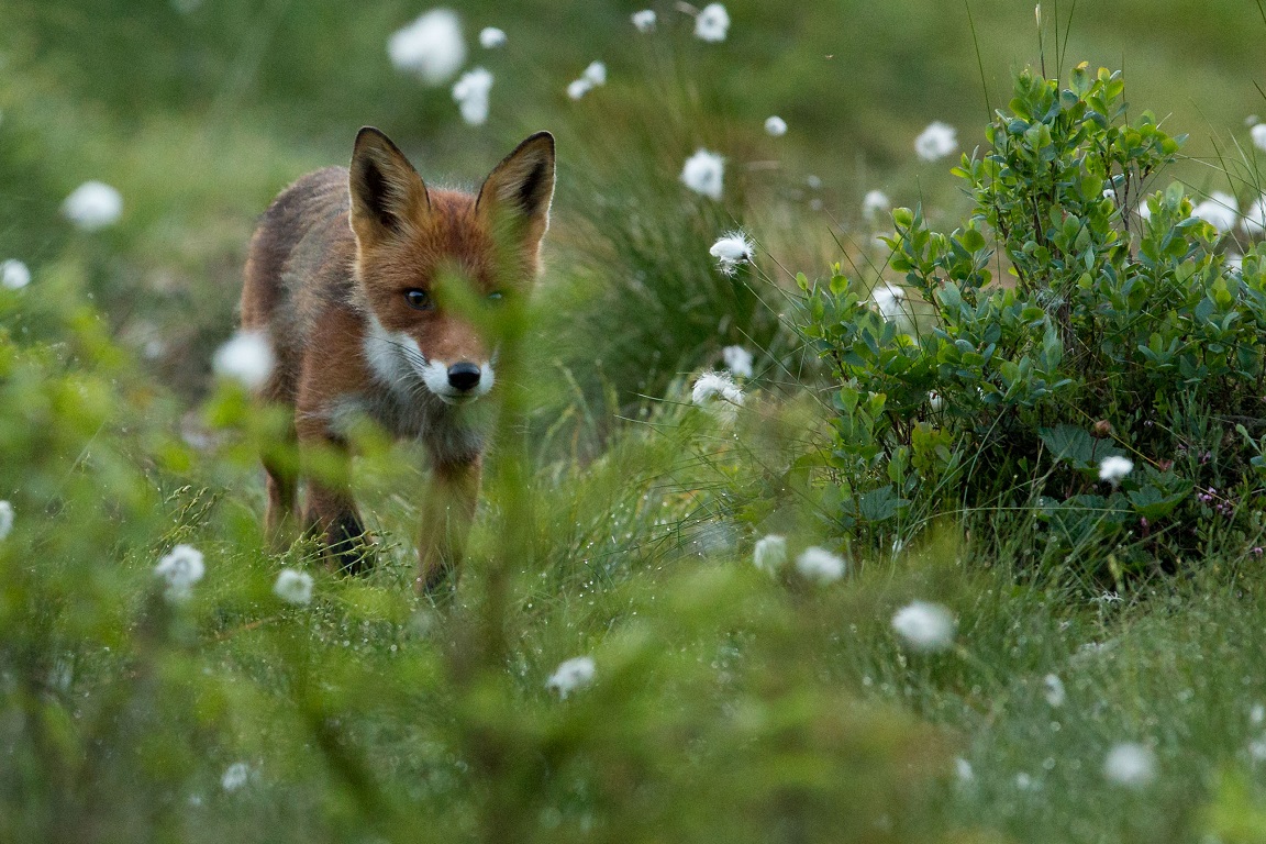 Rödräv, Fox, Vulpes vulpes