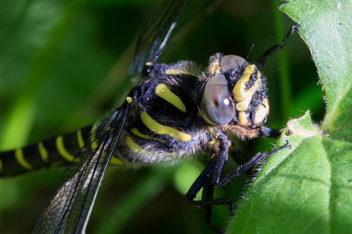 Kungstrollslända, Golden-ringed Dragonfly, Cordulegaster boltonii