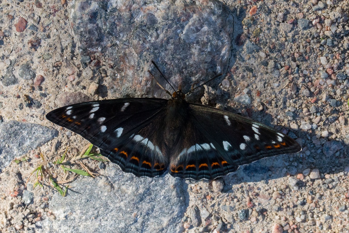 Aspfjäril, Poplar admiral, Limenitis populi