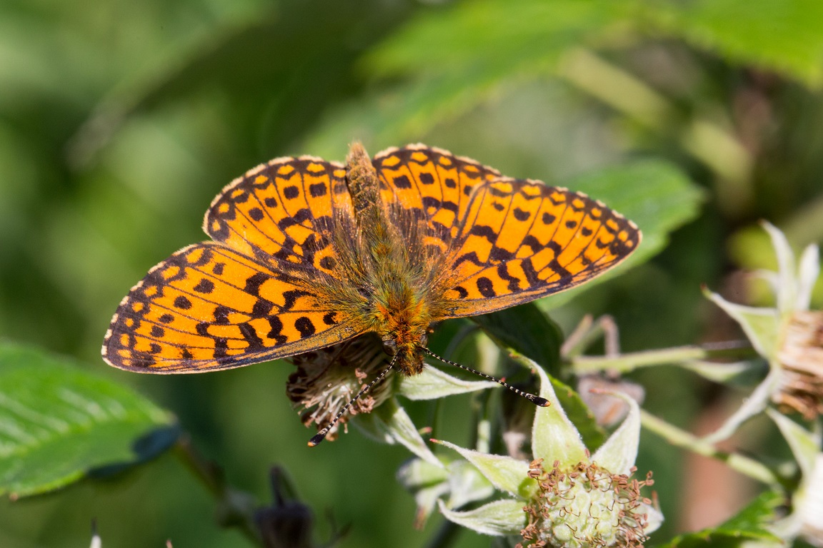 Brunfläckig pärlemorfjäril, Small Pearl-bordered Fritillary, Boloria selene