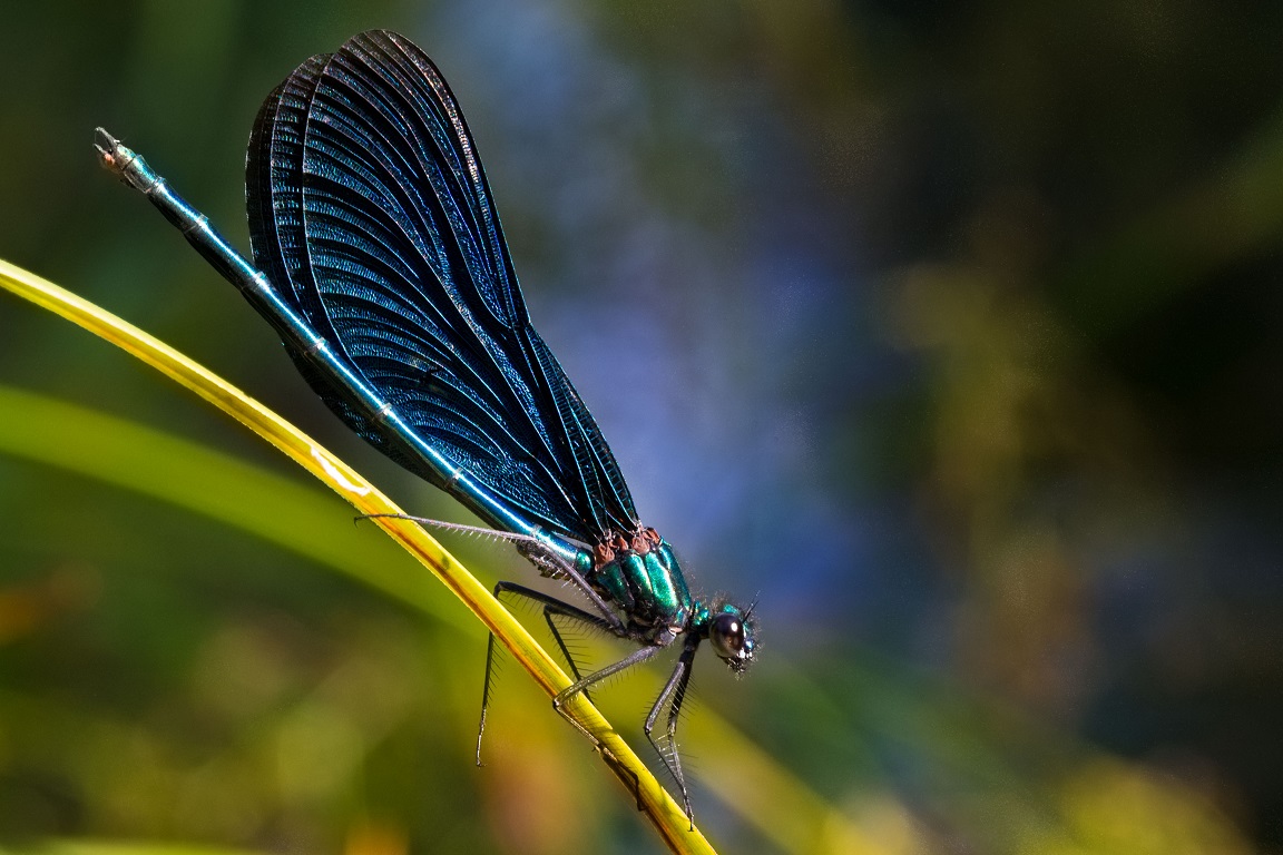 Blå jungfruslända, Beautiful demoiselle, Calopteryx virgo