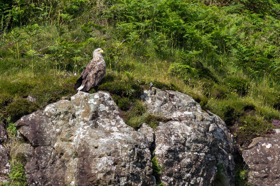 Havsörn