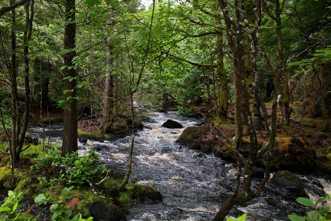 Vattnet forsar fram i blandskogen