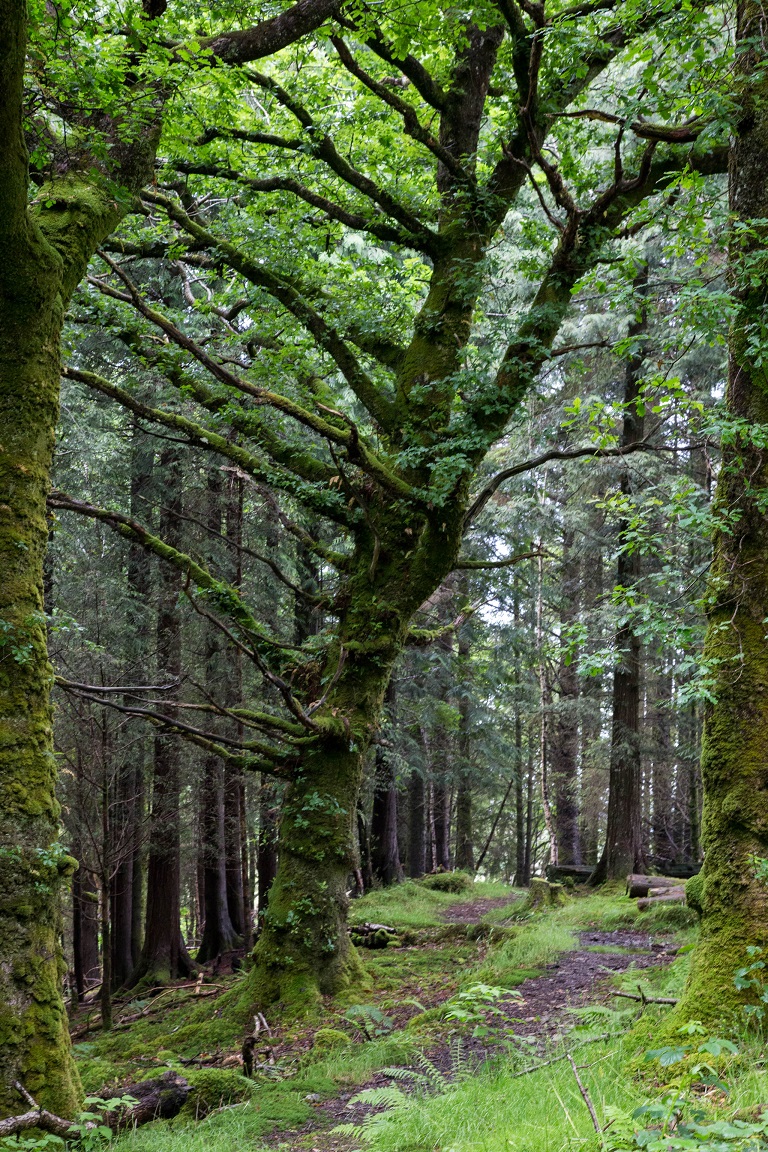 Härlig skog