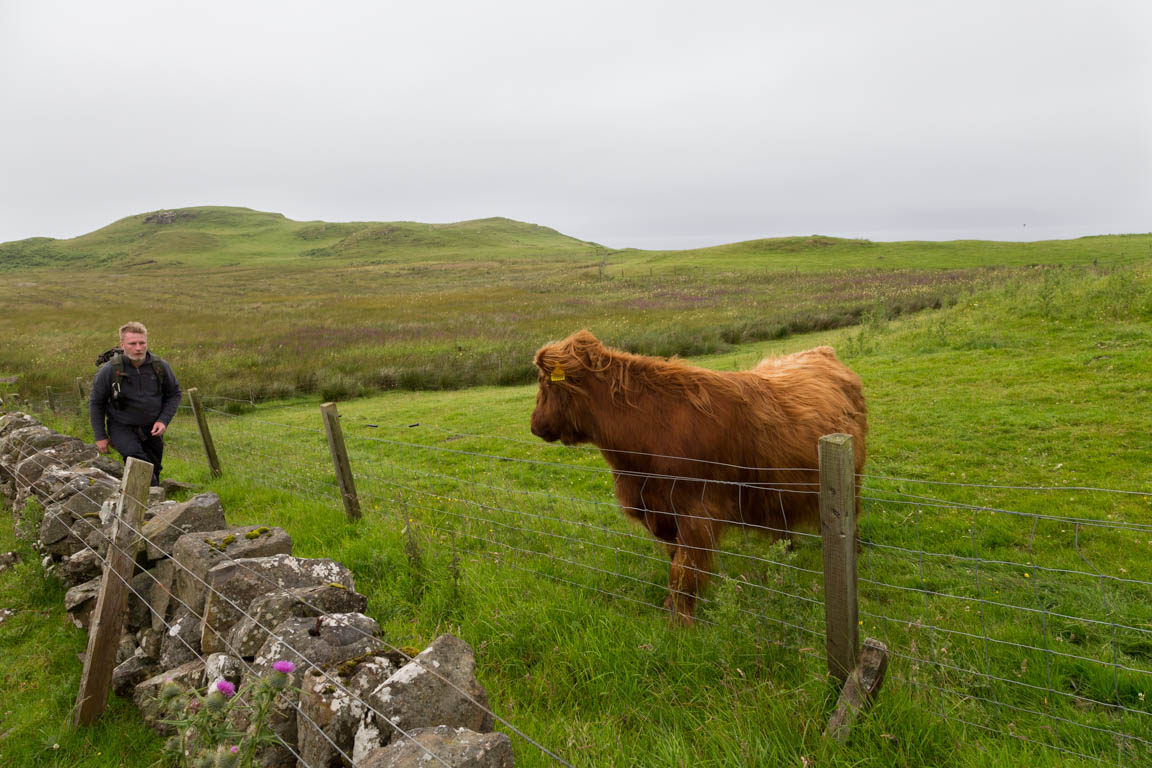 Jag försöker klappa Highland Cattle