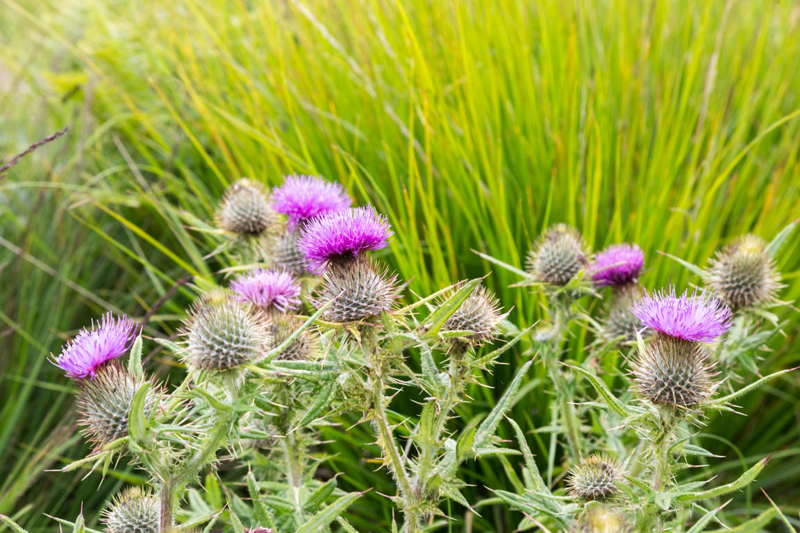 Blommor på machair