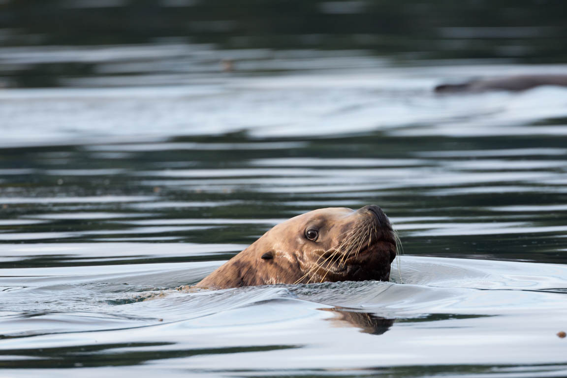 Sjölejon, Steller sea lion, Eumetopias jubatus