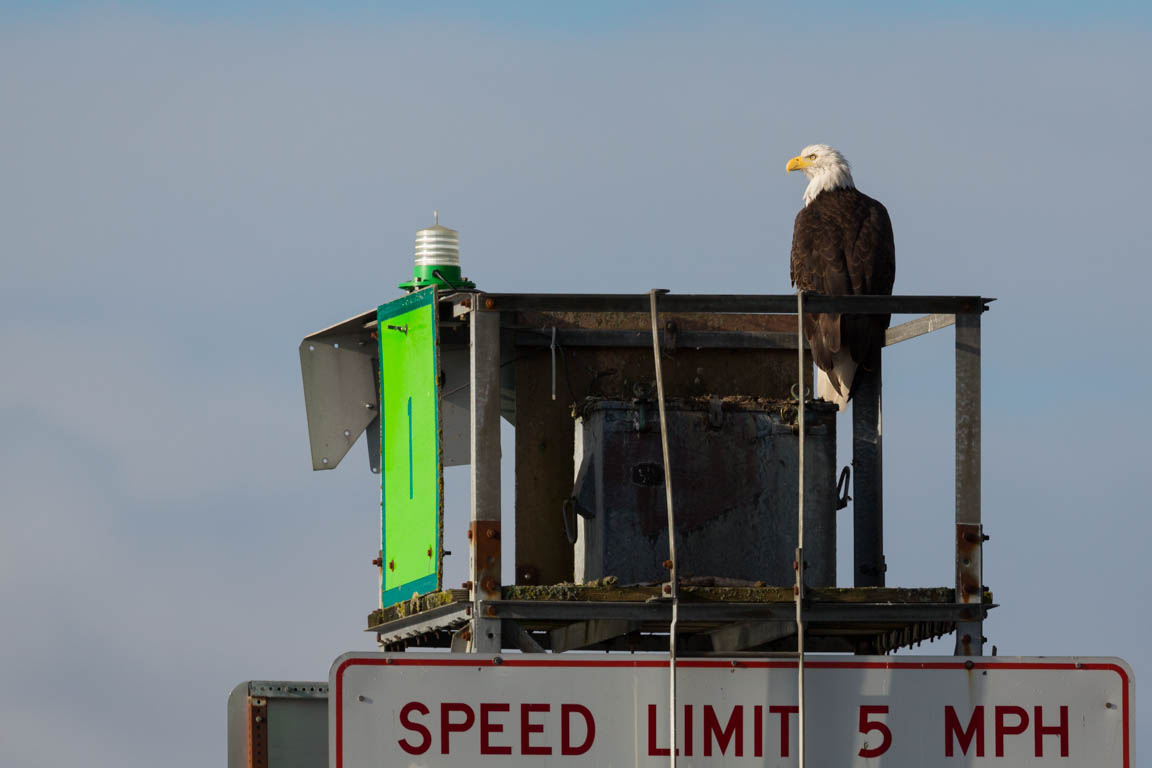 Vithövdad havsörn, Bald eagle, Haliaeetus leucocephalus