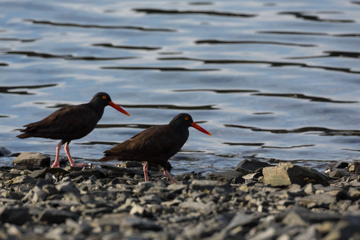 Svart strandskata, Black oystercatcher, Haematopus bachmani