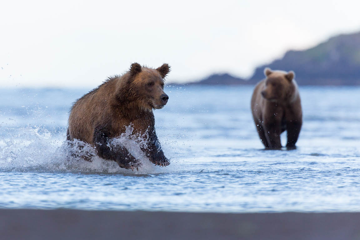 Mamma björn fiskar medan ungarna tittar på