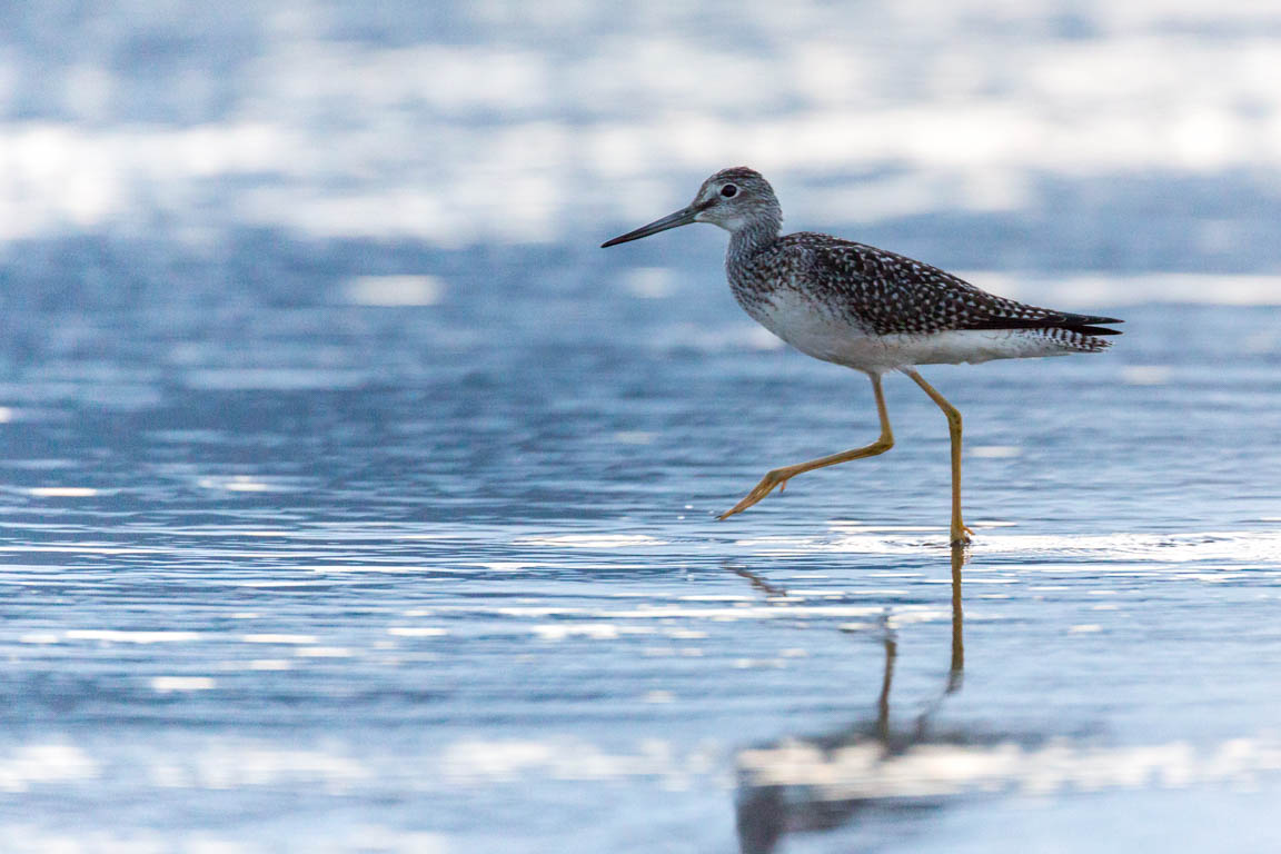 Grönbena, Wood sandpiper, Tringa glareola