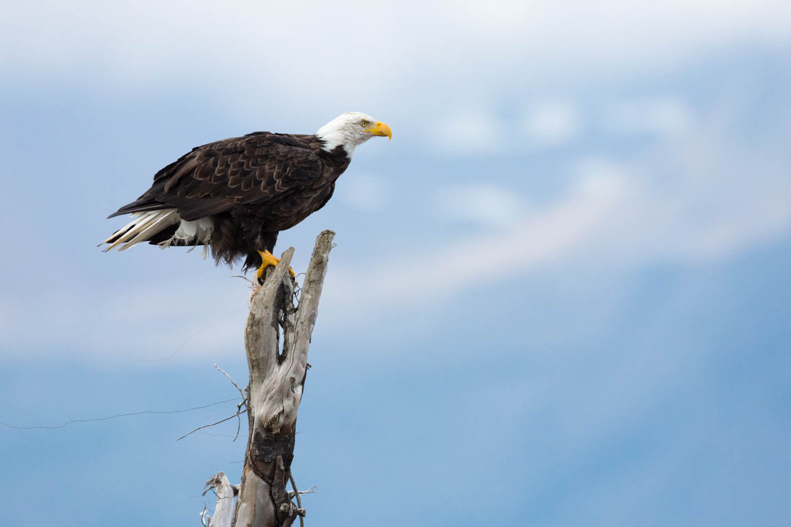 Vithövdad havsörn, Bald eagle, Haliaeetus leucocephalus