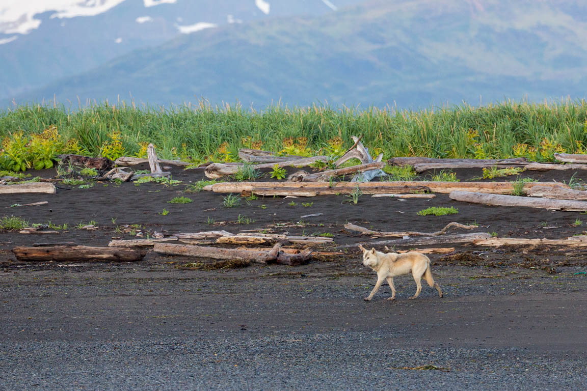 Canis lupus