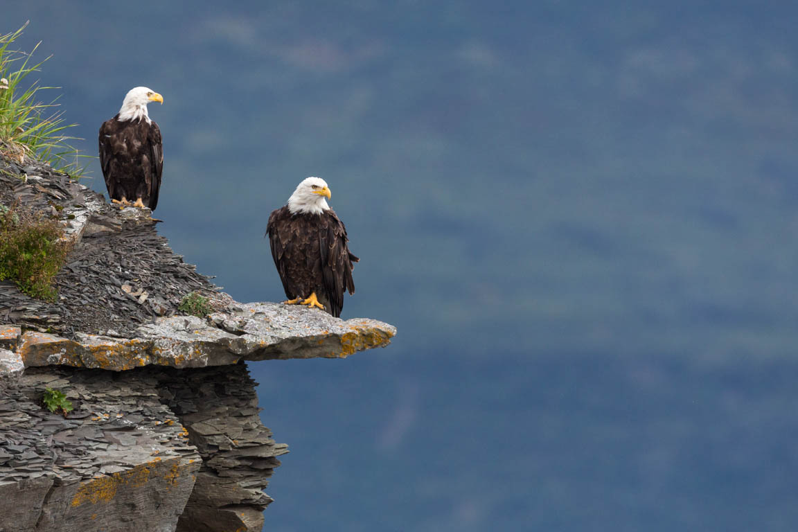 Bald eagle x 2