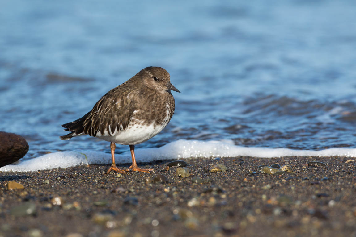 Svart roskarl, Black turnstone, Arenaria melanocephala