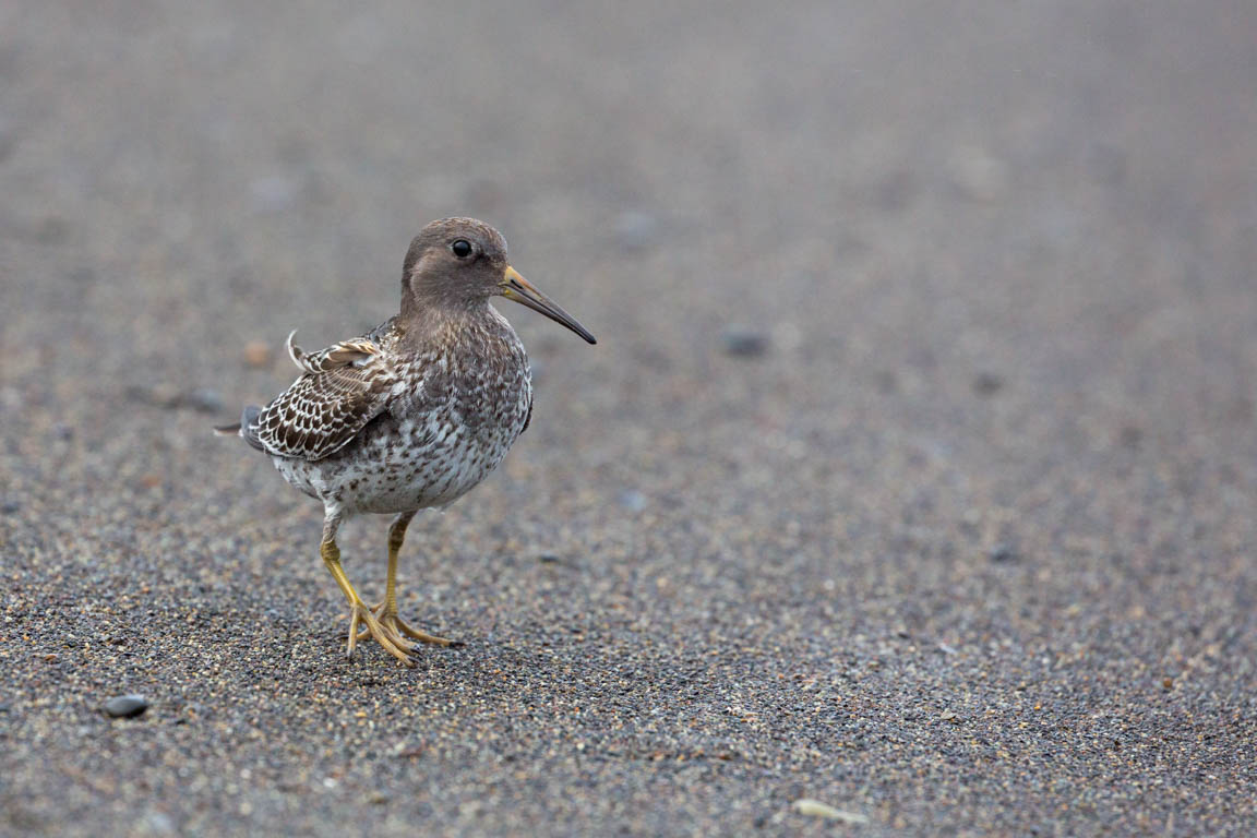 Skärsnäppa, Purple sandpiper, Calidris maritima