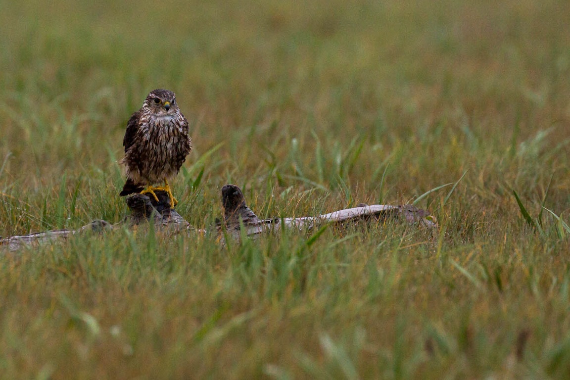 Stenfalk, Merlin, Falco columbarius