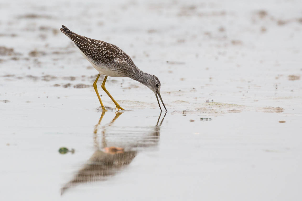 Större gulbena, Greater yellowlegs, Tringa melanoleuca