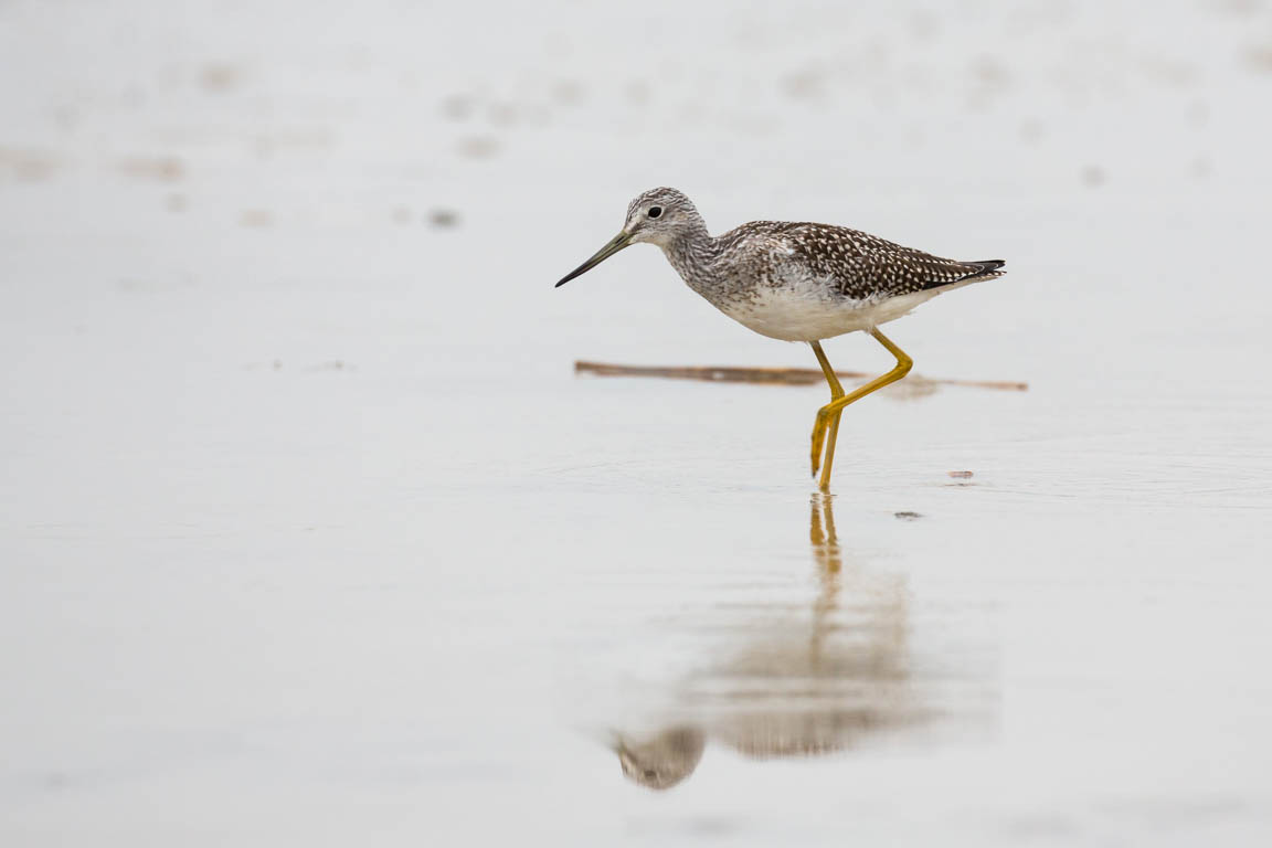 Större gulbena, Greater yellowlegs, Tringa melanoleuca