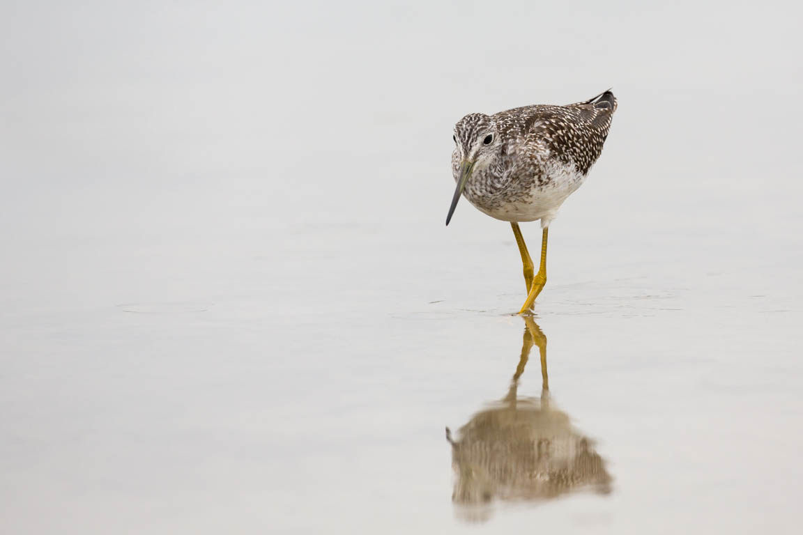 Större gulbena, Greater yellowlegs, Tringa melanoleuca