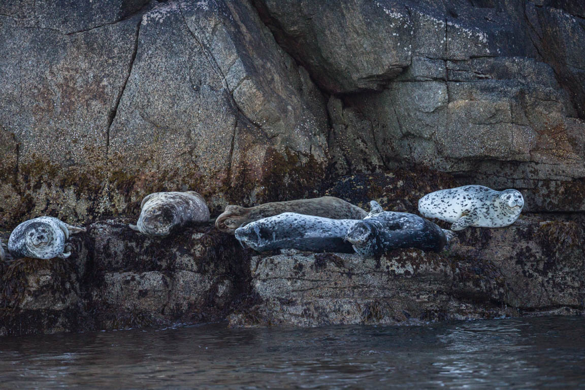 Knubbsäl, Harbour seal, Phoca vitulina