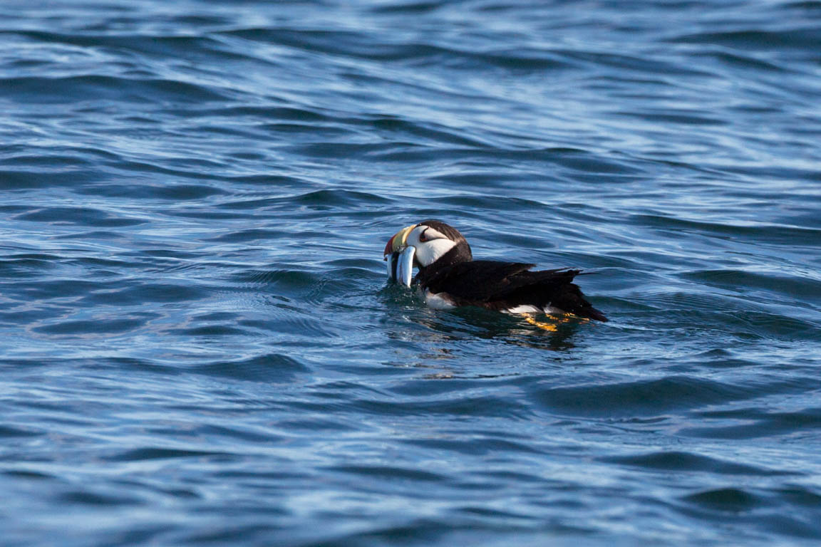 Hornlunne, Horned puffin, Fratercula corniculata