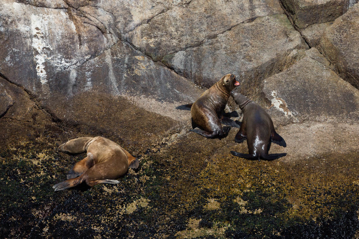 Stellers sjölejon, Steller sea lion, Eumetopias jubatus