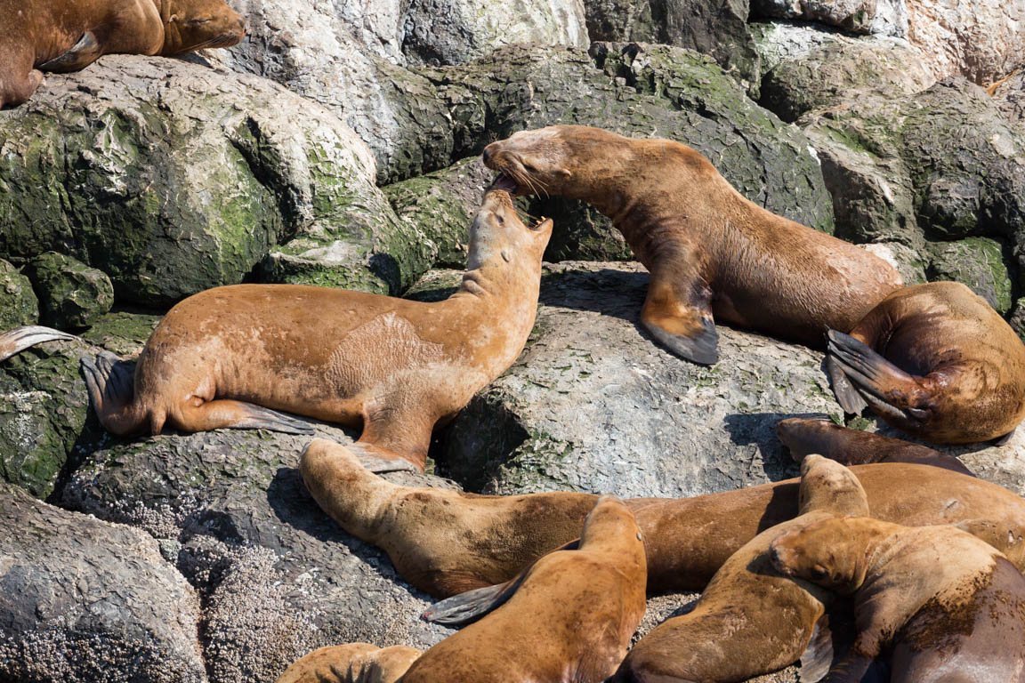 Stellers sjölejon, Steller sea lion, Eumetopias jubatus