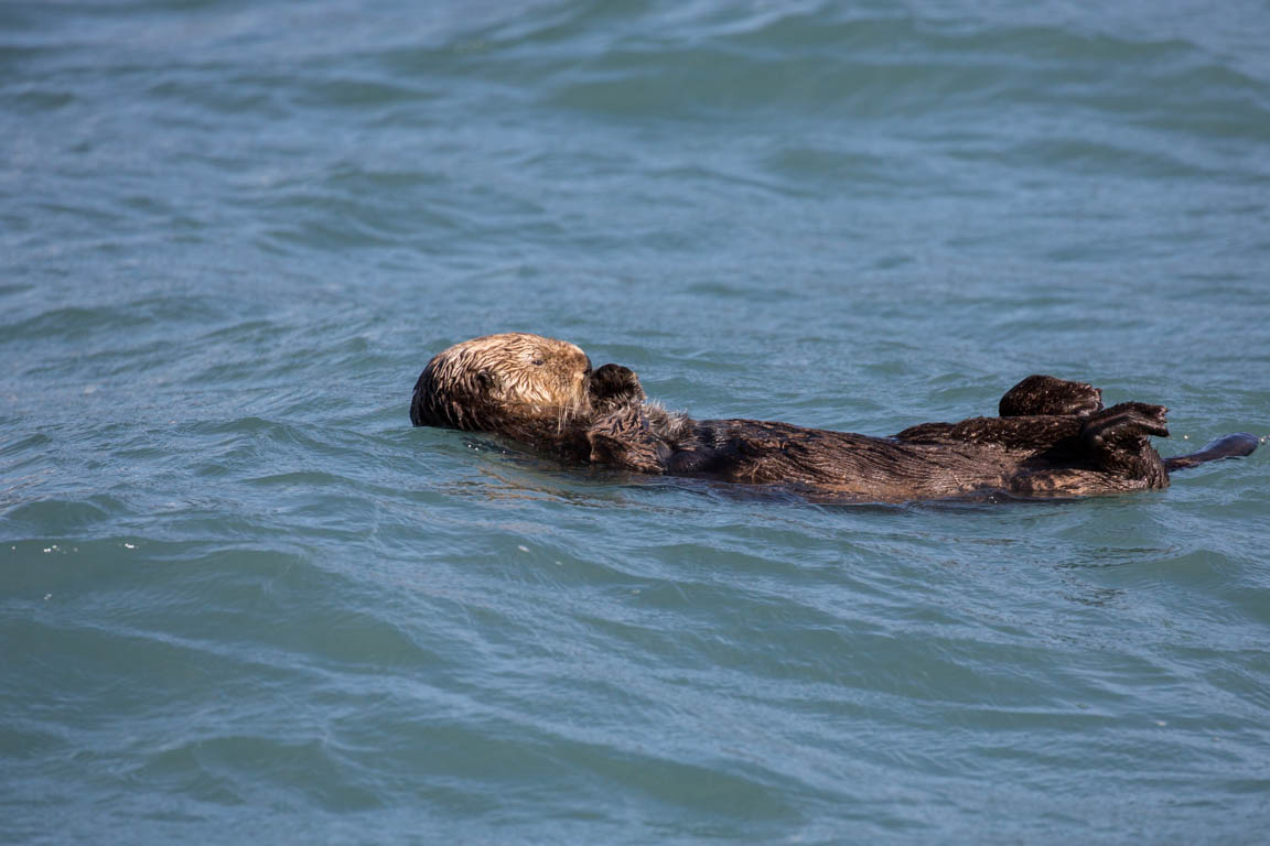 Havsutter, Sea otter, Enhydra lutris