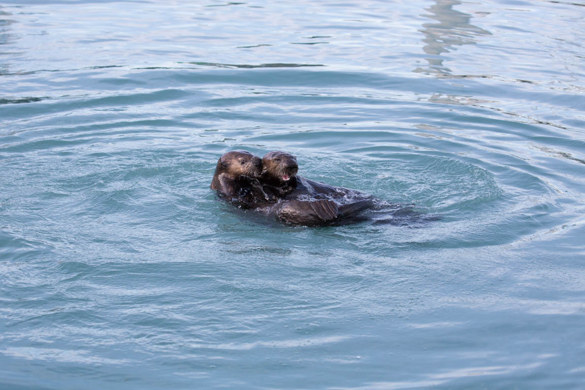 Havsutter, Sea otter, Enhydra lutris