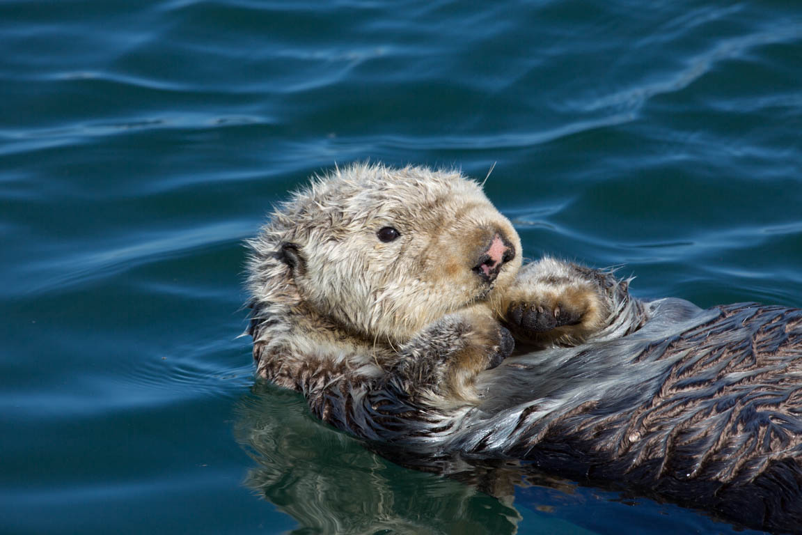 Havsutter, Sea otter, Enhydra lutris