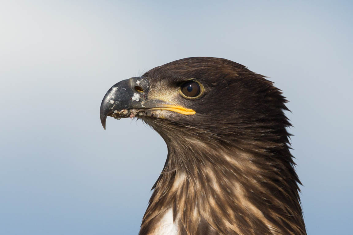 Vithövdad havsörn, Bald eagle, Haliaeetus leucocephalus