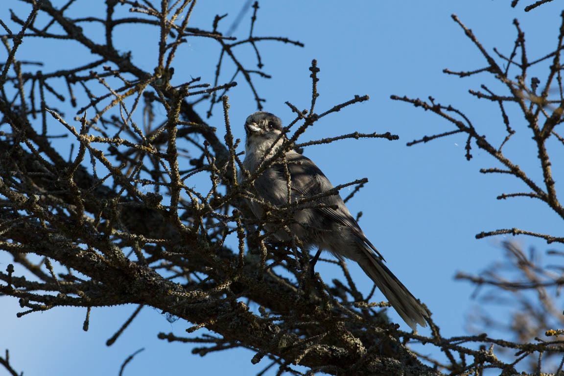 Grå lavskrika, Gray jay, Perisoreus canadensis