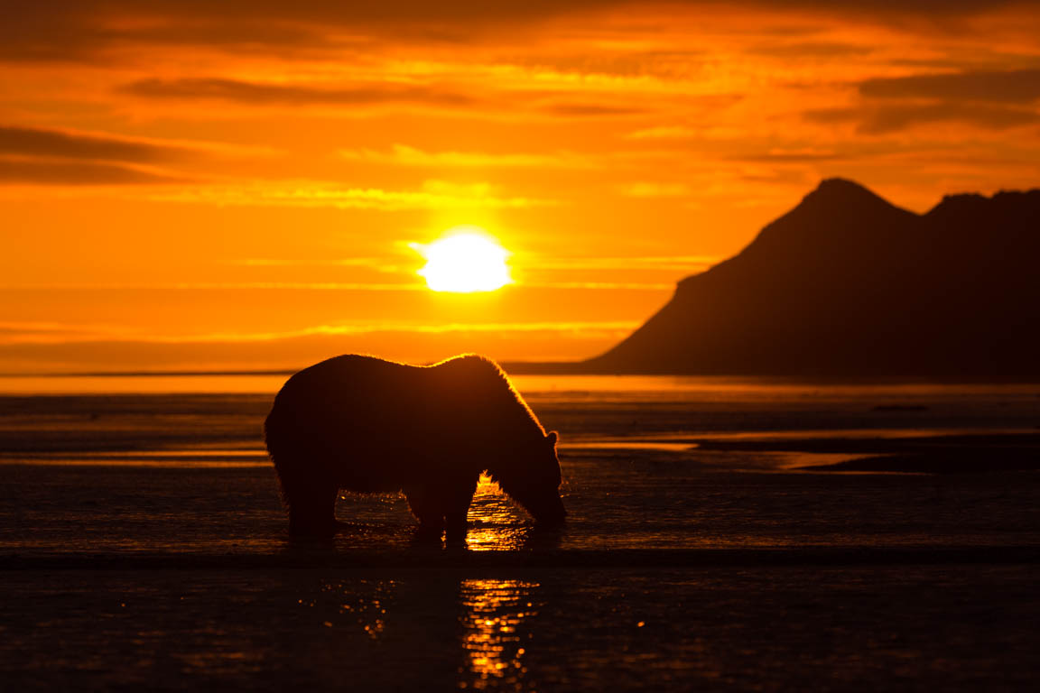 Björn i soluppgång