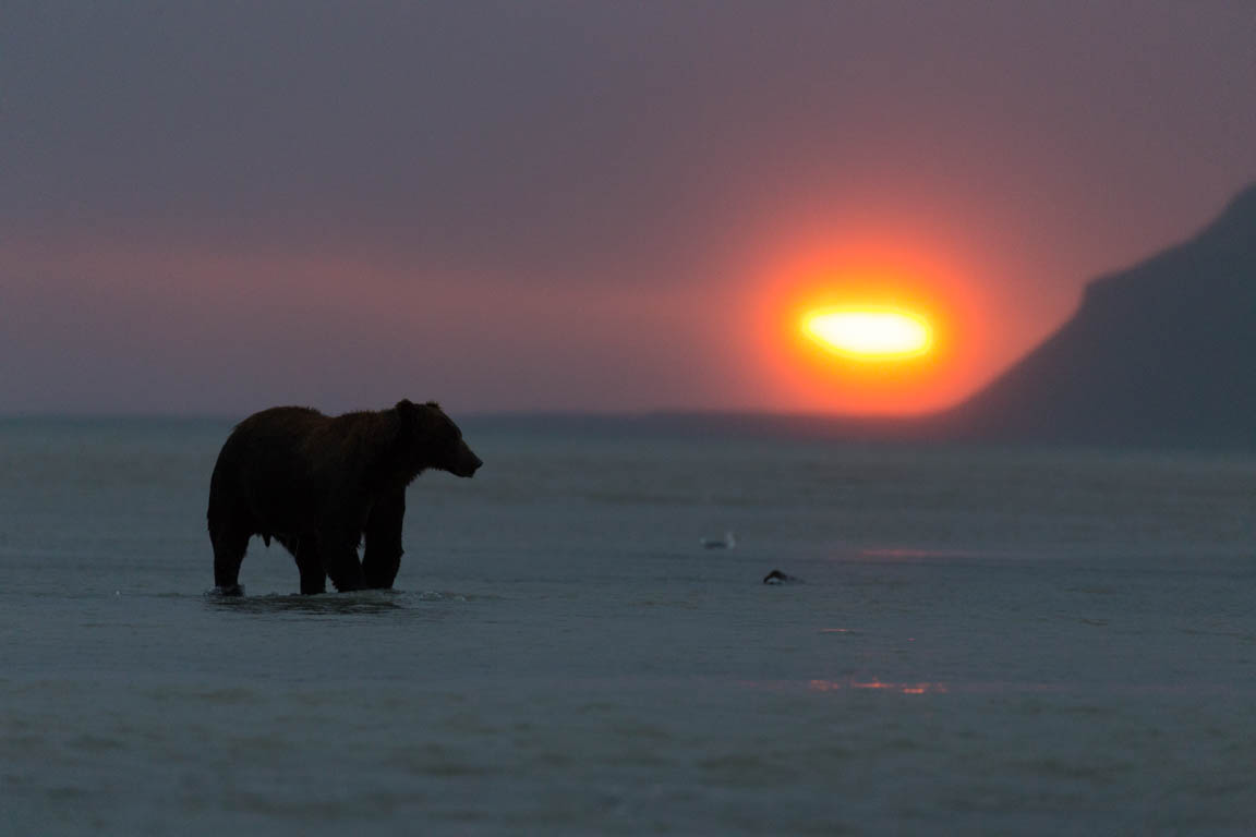 Hanbjörn i soluppgång