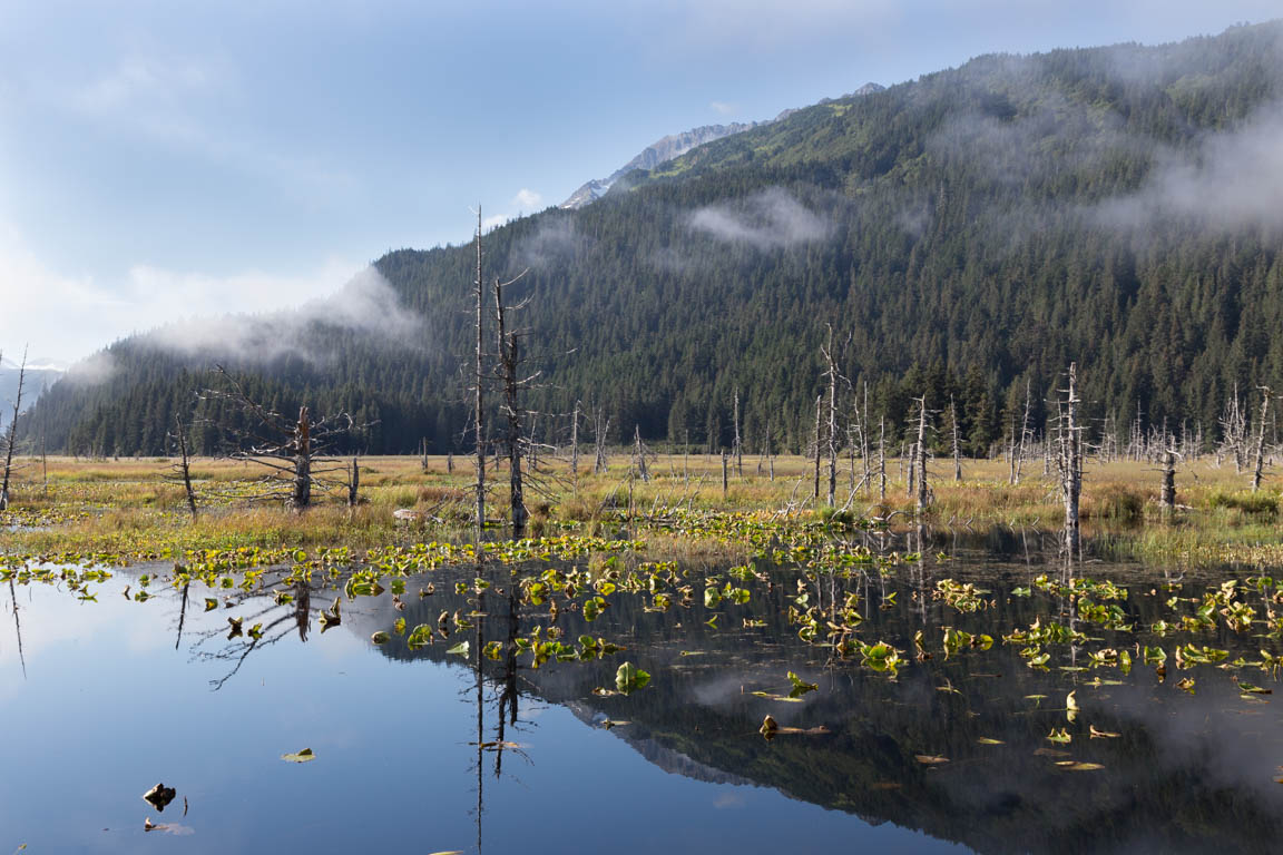 Typ av skog i Alaska